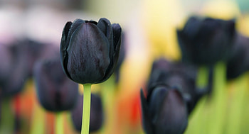 Black Tulips, flowers, amazing, black, tulips HD wallpaper