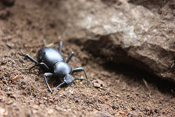 Macro, Close-Up, Insect, Bug, Beetle HD wallpaper