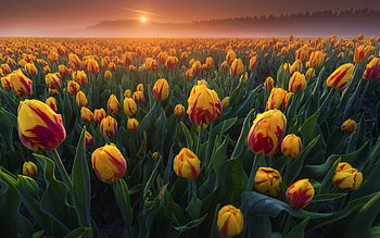 Tulip Field at Sunrise, mist, tulips, sunrise, field HD wallpaper