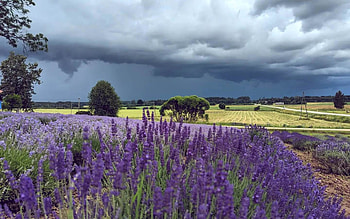 Lavenders, Latvia, clouds, fields HD wallpaper