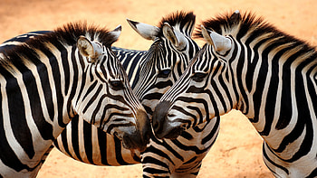 Close-up zebra animal, Animal-themed , Captivating animal eyes, Detailed zebra ry HD wallpaper