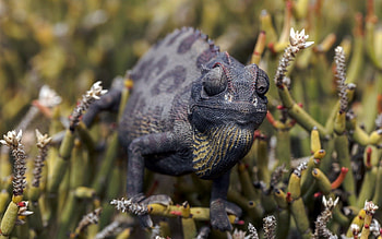 Animals, Nature, Background, Chameleon HD wallpaper