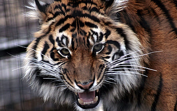 Animals, Aggression, Muzzle, Predator, Sight, Opinion, Tiger HD wallpaper