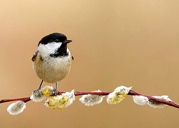 Little Bird, beautiful, bird, , little HD wallpaper