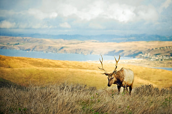 Animals, Grass, Mountains, Blur, Smooth, Deer HD wallpaper