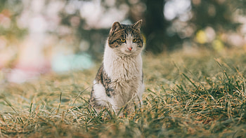 Cat, kitten, animal, kitty HD wallpaper