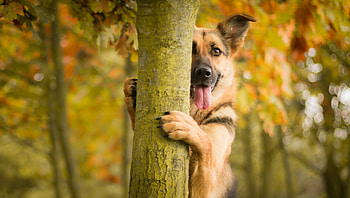 Wood, Animals, Tree, Dog, Protruding Tongue, Tongue Stuck Out HD wallpaper