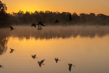 Birds, Lake, Dark, Fog, Silhouettes, Fishermen HD wallpaper