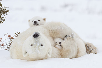 Captivating polar bear , Daisy Gilardini graphy, Arctic expedition, Wildlife grapher HD wallpaper