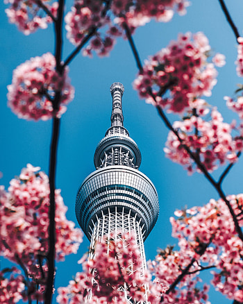 Cities, Flowers, Architecture, Sakura, Building, Tower, Spring HD phone wallpaper