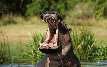 Top , Backgrounds, Hippo HD wallpaper