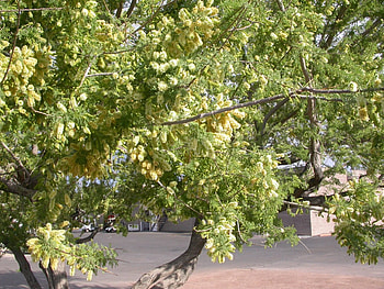 Acacia greggii, Catclaw acacia, Mountain states nursery, Unique tree species HD wallpaper