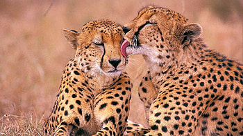 Couple, Cheetah HD wallpaper