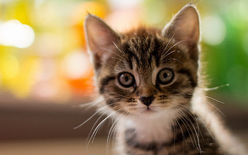 Cute Kitty, kitty, animals, cute HD wallpaper