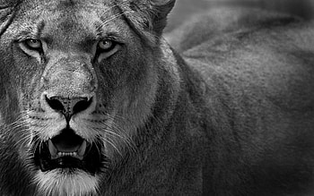 Lioness, white, black, leu, bw, lion HD wallpaper