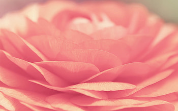 Macro, Light, Rose Flower, Rose, Petals, Bloom, Flowering, Light Coloured HD wallpaper