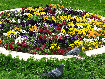 Spring Flowers, birds, graphy, colors, colours, grass, spring, park, season, flower, bulgaria, nature HD wallpaper