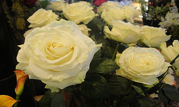 Beautiful One, white, roses, gorgeous, soft, bunch, large, leaves, petals, green, nature, flowers HD wallpaper