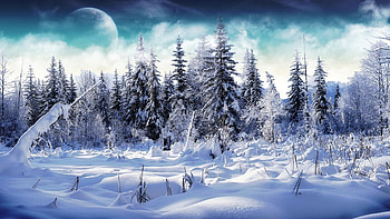 winterscape, winter, pine, snow, tree HD wallpaper