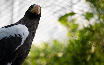 Animals, Beak, Branch, Wings, Eagle, Cell, Cage HD wallpaper