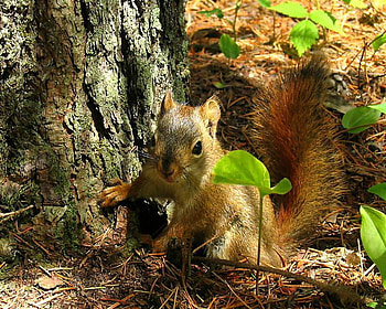On the Hunt, leaves, squirrels, pinecone, tree HD wallpaper