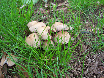 mushrooms in grass, toadstools, mushrooms, fungi HD wallpaper