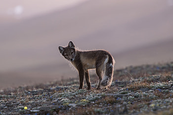 Animal, fox HD wallpaper