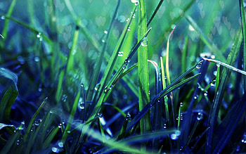 Grass, Drops, Macro, Shadow, Dew HD wallpaper