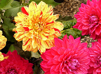 Flowers, Bright, Close-Up, Dahlias HD wallpaper