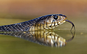 Animals, Eyes, Snake, Language, Tongue HD wallpaper