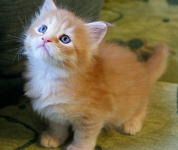 Kitten, cats, kitties HD wallpaper