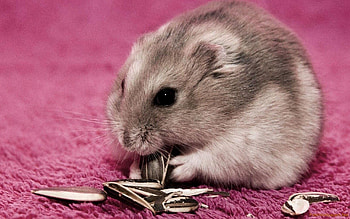 Hamster , Cute rodent pets, Adorable companions, Swat Portal HD wallpaper