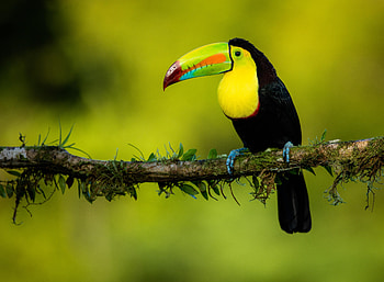 Animals, Bird, Beak, Multicolored, Motley, Branch, Toucan HD wallpaper