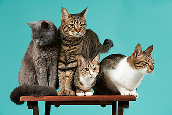 Animals, Cats, Shoot, ession, Four HD wallpaper