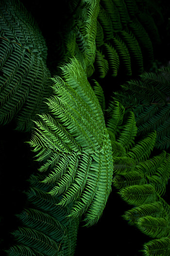 Leaves, Macro, Fern, Tropical, Exotic HD phone wallpaper
