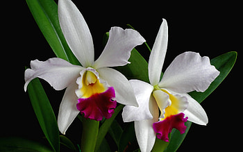 Christmas Orchid, Orchids HD wallpaper