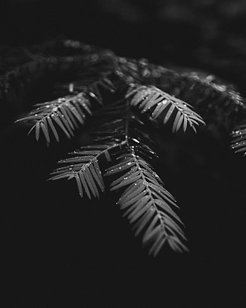 Leaves, Drops, Plant, Macro, Wet, Branches HD phone wallpaper