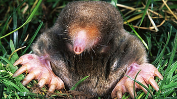 Mole, Stereo mole noses, Animal HD wallpaper
