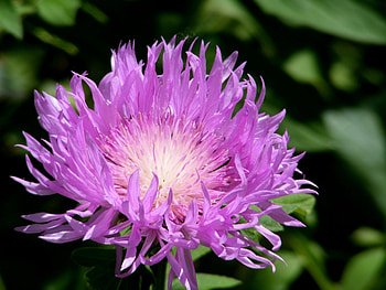 Plants, Flowers, Violet HD wallpaper