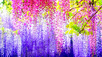 beauty flower, purple, pink, green, flower HD wallpaper