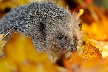 Animals, Muzzle, Foliage, Thorns, Prickles, Hedgehog HD wallpaper