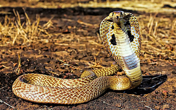 King Cobra visuals, Captivating snake graphy, , Wildlife fascination HD wallpaper