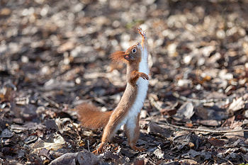 Funny, Animals, Squirrel, Animal, Paws, Rodent HD wallpaper