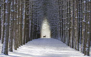 Snow, Animal, Deer, Buck, Tree, Winter HD wallpaper