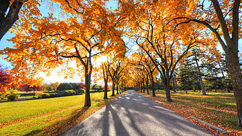 Autumn Alley Park, park, trees, nature, autumn HD wallpaper