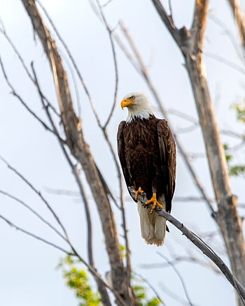 Majestic bald eagle perched on a branch in natural setting, showcasing its striking features. HD phone wallpaper