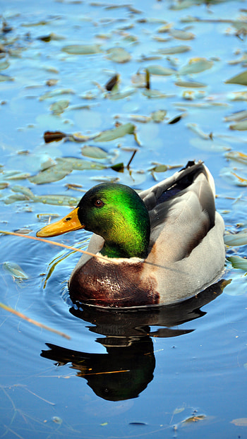 Duck, Bird HD phone wallpaper