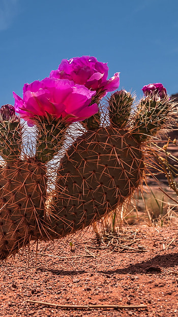 Cactus, , Elegance and beauty, Botanical backgrounds HD phone wallpaper