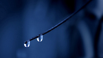 Background, Drops, Macro, Branch, Stains, Spots HD wallpaper