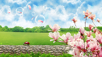 Spring Screensavers - afari HD wallpaper